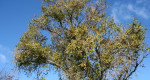 Predám Canon 350D - skoro nepužívaný – fotka 4